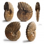 Dimorphoplites sp.