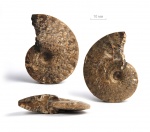 Acompsoceras sp.
