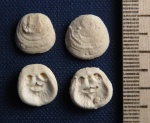 Crania craniolaris (Linnaeus, 1758)