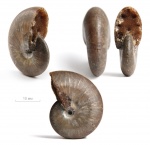 Небольшой меловой Euphylloceras sp.