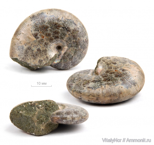 Euphylloceras, лопастные линии, Phylloceratidae