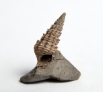 Procerithium russiense (d'Orbigny, 1845)