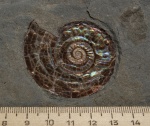 Psiloceras planorbis Sowerby, 1824