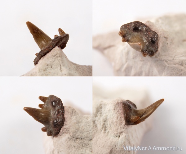 Glikmanius, Ctenacanthiformes, Glikmanius occidentalis