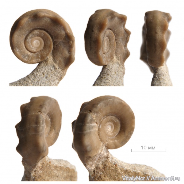 Euomphalus, Euomphalus moniliferus