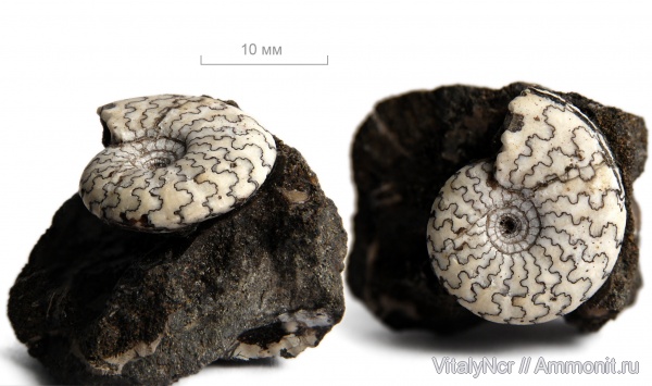 Garniericeras, лопастные линии, Craspeditidae
