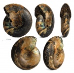 Craspedites nekrassovi (Prigorovski, 1907)