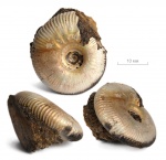 Craspedites subditus (Trautschold, 1877)