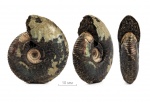 Craspedites nekrassovi (Prigorovski, 1907)
