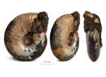 Craspedites sp.