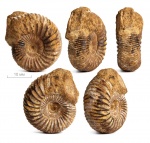 Perisphinctes (Kranaosphinctes?) sp.