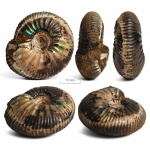 Craspedites subditoides (Nikitin, 1881)