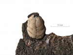 Аптихи Mirosphinctes