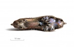 Поперечное сечение Amoeboceras alternoides