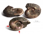 Травмированный Amoeboceras