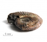 Ещё один укушенный Amoeboceras