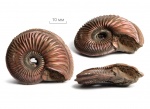 Кривой Amoeboceras