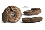Amoeboceras с искривлённым килем: forma undaticarinata