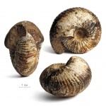 Cadoceras tolype Buckman, 1923