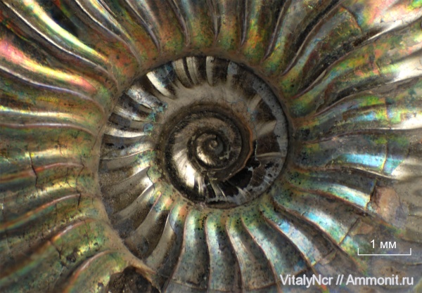 Amoeboceras, Cardioceratidae, аммонителла