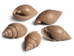 Tornatellaea frearsiana (d'Orbigny, 1845)