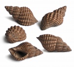 Maturifusus conspiquus (Eichwald, 1868)