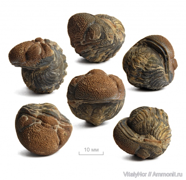 Phacopidae, Barrandeops, Phacopida, Phacopina, Barrandeops forteyi