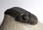 Pedinopariops (Hypsipariops) sp.
