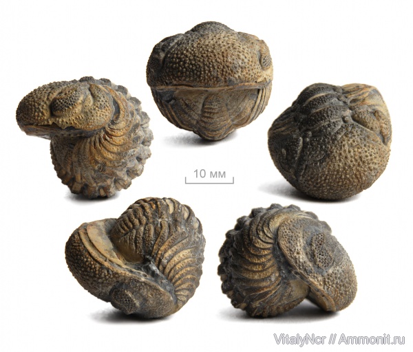 Phacopidae, Barrandeops, Phacopida, Phacopina, Barrandeops forteyi