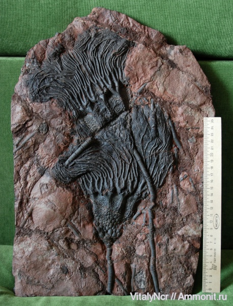 Scyphocrinites, Scyphocrinites elegans