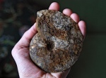 Garniericeras catenulatum из Мнёвников
