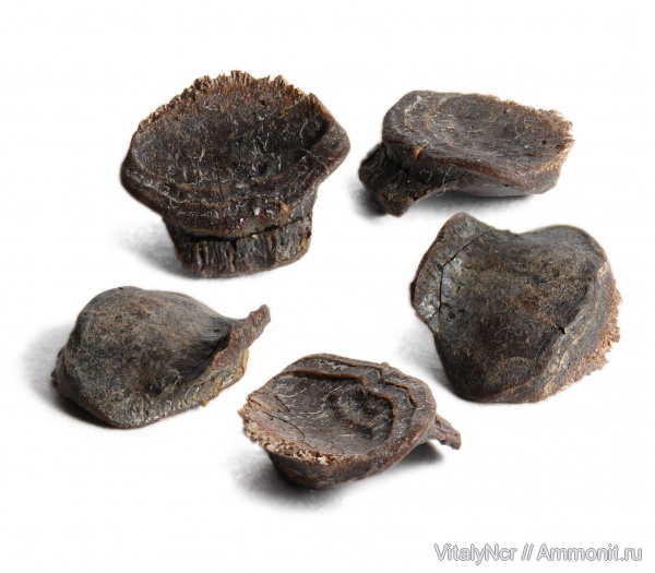Petalodontiformes, Tanaodus
