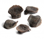 Tanaodus sp.