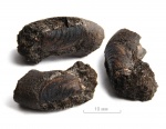 Praestriaptychus fulgens Mironenko, 2014
