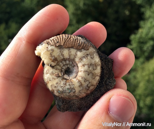 Craspedites, прижизненные повреждения, Craspedites subditus, Craspeditidae, ammonoid sublethal injuries