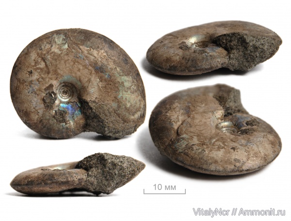 Garniericeras, Garniericeras catenulatum, Craspeditidae
