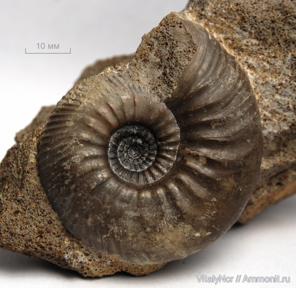 Kosmoceratidae, Kosmoceras planicerclus, Catasigaloceras, Catasigaloceras planicerclus, sigaloceras planicerclus