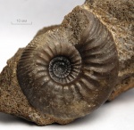 Catasigaloceras planicerclus (Buckman, 1923)