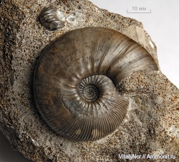 Sigaloceras enodatum, Kosmoceratidae, Kosmoceras enodatum, микроскульптура, Catasigaloceras, Catasigaloceras enodatum