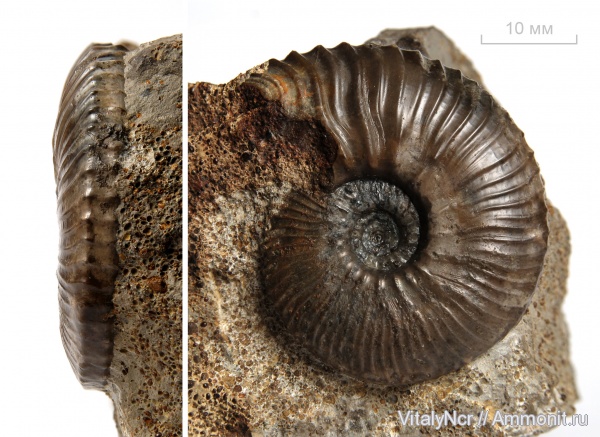 Kosmoceras, Kosmoceratidae, Kosmoceras anterior, Gulielmiceras anterior, Gulielmiceras