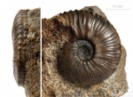 Gulielmiceras ex gr. anterior