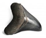 Otodus megalodon (Agassiz, 1843)