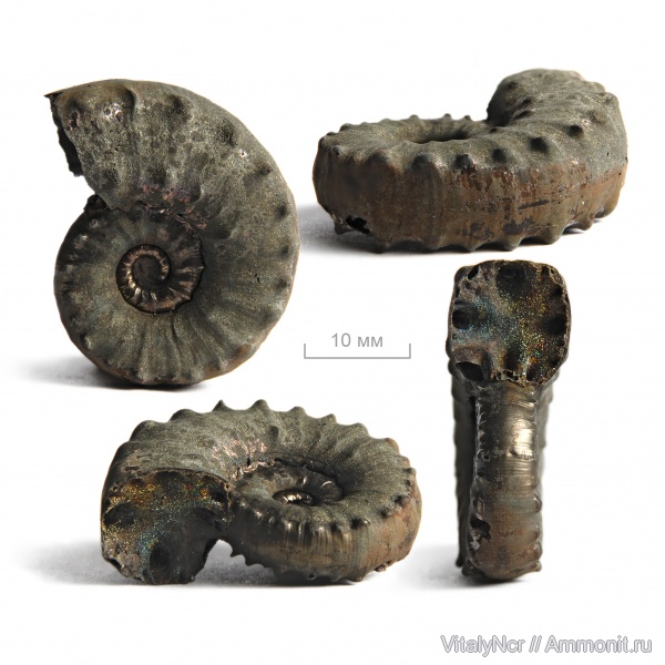 Euaspidoceras, Aspidoceratidae