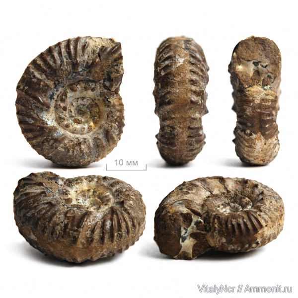 Aulacostephanus, Aulacostephanus subundorae, Aulacostephanidae