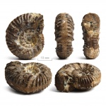 Aulacostephanus sp.