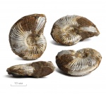 Euprionoceras sp. ?