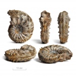 Hoplocardioceras sp.