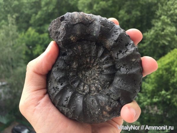 Dorsoplanites, Dorsoplanites dorsoplanus, Dorsoplanitidae