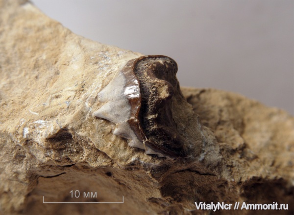 Petalodontiformes, Pristodus