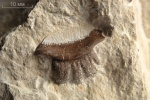 Polyrhizodus concavus (Trautschold, 1874)